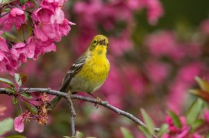 Pine Warbler (male-spring) 2024-104.jpg