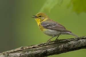 Pine Warbler (male-spring) 2024-111.jpg