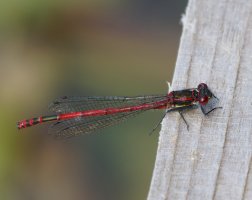 3R3A8665-DxO_Large_Red_Damselfly.jpg