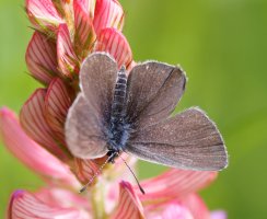 309A8498-DxO_Small_Blue_Butterfly_top.jpg