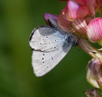 309A8502-DxO_Small_Blue_Butterfly_underwing+body.jpg