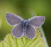 Small_Blue_Butterfly_top_4-8.jpg