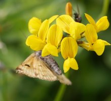 309A8550-DxO_Burnet_Companion_Moth_underwing.jpg