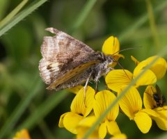 309A8558-DxO_Burnet_Companion_Moth_side.jpg