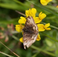 309A8563-DxO_Burnet_Companion_Moth_top.jpg