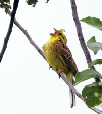 309A8621-DxO_Yellowhammer_singing_aut.jpg