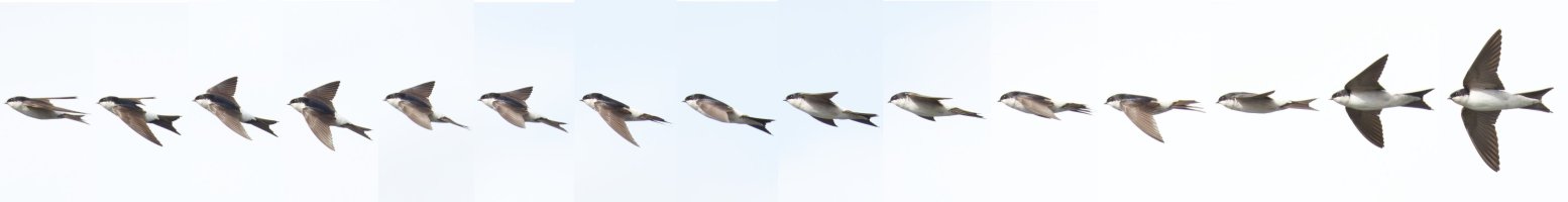 Housemartin_flying_collage.jpg