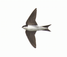 House_martin_flying.gif