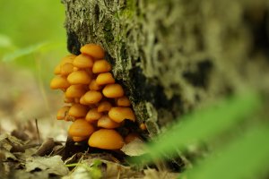 Swale Pond Mushroom Merge Small.jpg