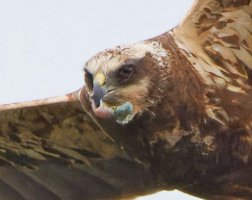 309A9786-DxO_Marsh_Harrier_flying_something_in_beak-lsssh_cropped.jpg