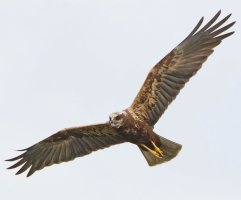 309A9786-DxO_Marsh_Harrier_flying_something_in_beak-lsssh.jpg