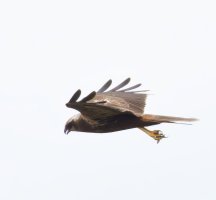 309A9806-DxO_Marsh_Harrier_flying_dropping-2x.jpeg
