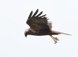 309A9809-DxO_Marsh_Harrier_flying_dropping-2x.jpeg