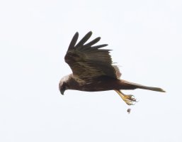 309A9810-DxO_Marsh_Harrier_flying_dropping-2x.jpeg