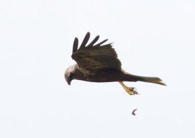 309A9811-DxO_Marsh_Harrier_flying_dropping-2x.jpeg