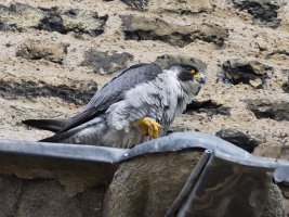 309A0132-DxO_Male_Peregrine_Falcon.jpg