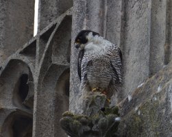 309A0167-DxO_female_Peregrine_Falcon_looking_down_at_nest.jpg