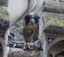 309A0193-DxO_Peregrine_Falcon_chick.jpg