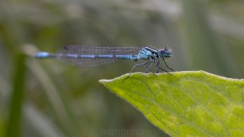 damsel 60mm.jpg