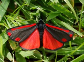 3R3A8949-DxO_Cinnabor_Moth_top_red.jpg