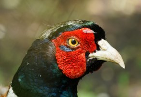 3R3A8920-DxO_Pheasant_Portrait.jpg