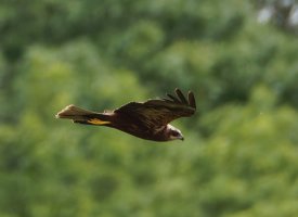 309A0039-DxO_Marsh_Harrier_flying-lss.jpeg