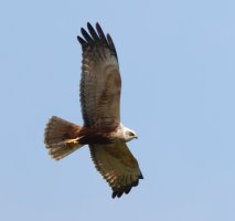 309A8425-DxO_Marsh_Harrier_flying-ls-s.jpeg