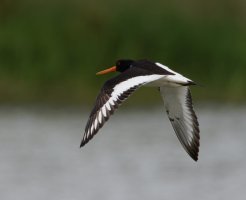 309A9156-DxO_Oyster_Catcher_Flying.jpg