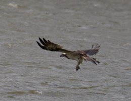 309A9599-DxO_Female_osprey_flying-lss.jpeg