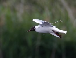 309A0227-DxO_Blackheaded_gull_flying_with_twig- 3x.jpeg