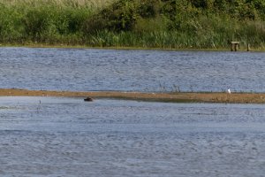 309A9690-DxO_Red-Knicked_Phalarope_Full_1600mm_50%.jpg