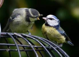 309A0347-DxO_Blue_tit_feeding_fledglings-lss.jpeg