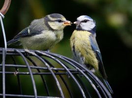 309A0351-DxO_Blue_tit_feeding_fledglings-ls-s.jpeg