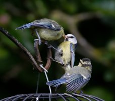 309A0438-DxO_Blue_tit_feeding_2_fledglings-ls-s.jpeg