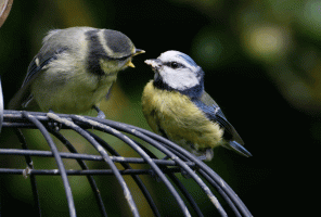 Blue_Tit_Feeding_Fledgling.gif
