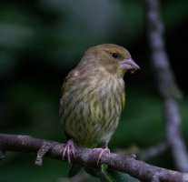 309A0404-DxO_Juvenile_Greenfinch_in_tree.jpg