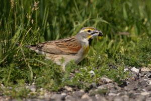 Dickcissel (male-spring) 2024-101.jpg