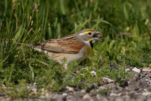 Dickcissel (male-spring) 2024-102.jpg