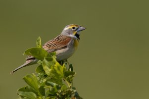 Dickcissel (male-spring) 2024-103.jpg