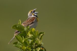 Dickcissel (male-spring) 2024-104.jpg