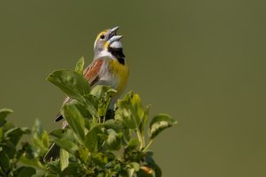 Dickcissel (male-spring) 2024-112.jpg