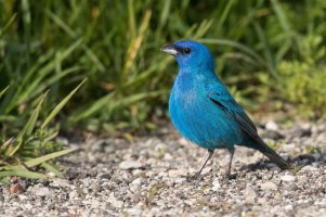 Indigo Bunting (male-spring) 2024-102.jpg
