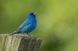 Indigo Bunting (male-spring) 2024-105.jpg