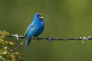 Indigo Bunting (male-spring) 2024-108.jpg