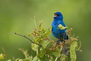Indigo Bunting (male-spring) 2024-109.jpg