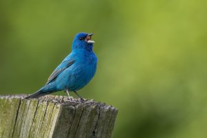 Indigo Bunting (male-spring) 2024-111.jpg