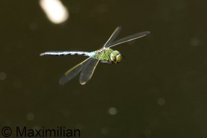 anax_2024_01.JPG