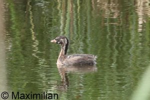 grebe_l_2024_07.JPG