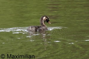 grebe_l_2024_08.JPG