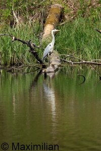 heron_2024_06.JPG